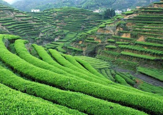 茶园用药如何做到更加生态?